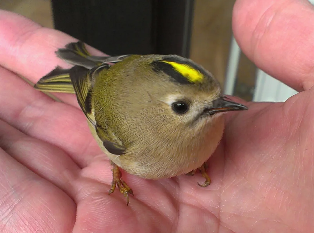 A goldcrest held gently in a human hand, showing how incredibly small it is — just a couple of grams