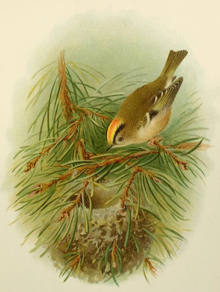 Detailed illustration of a goldcrest and its spherical nest by Henrik Grönvold from 1807