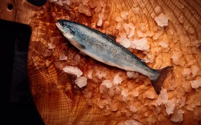 A bleke salmon swimming in clear Norwegian lake water