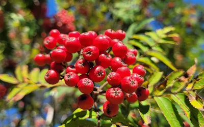 Clusters of bright red rowanberries on a branch
