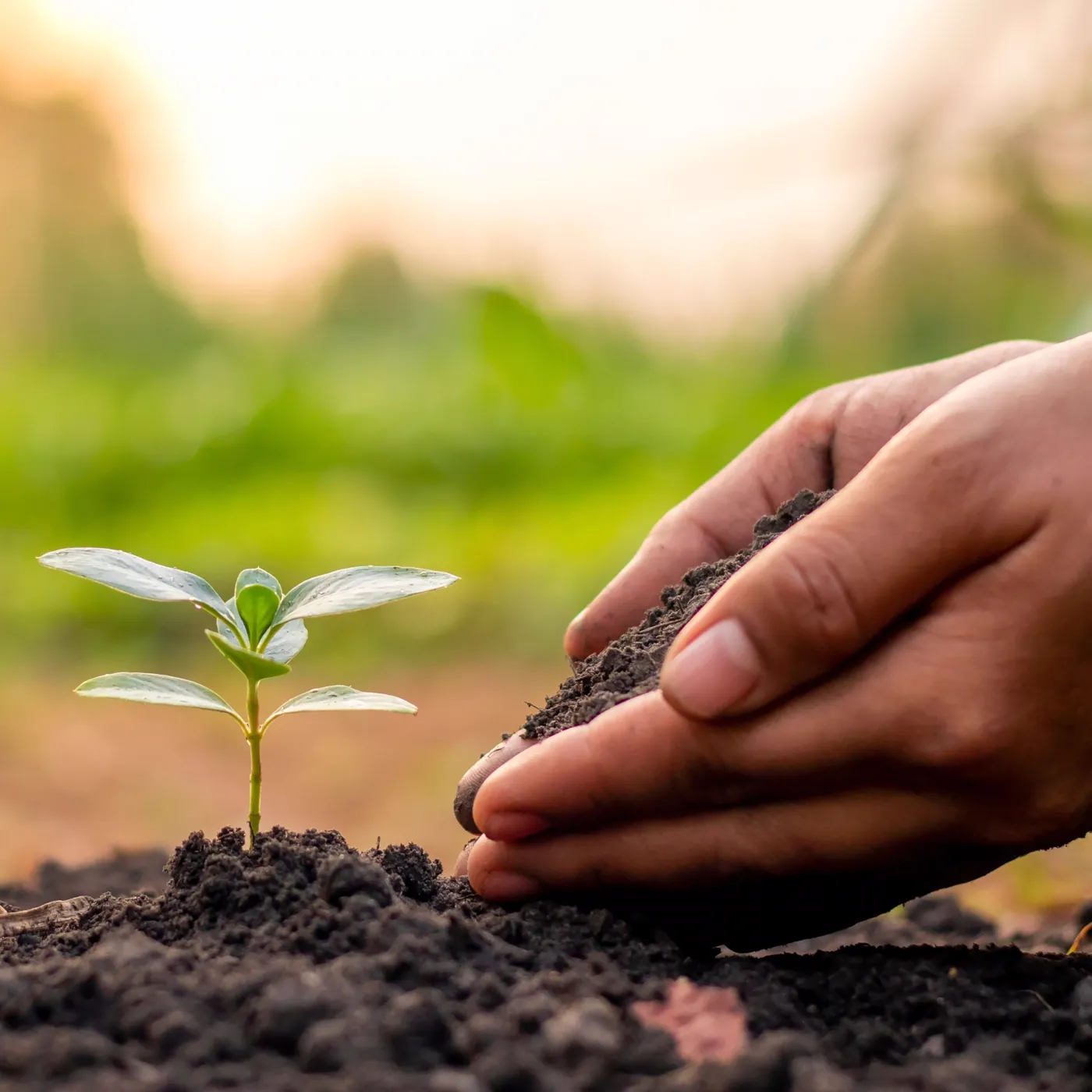 A hand gently placing soil around a young green seedling at sunset