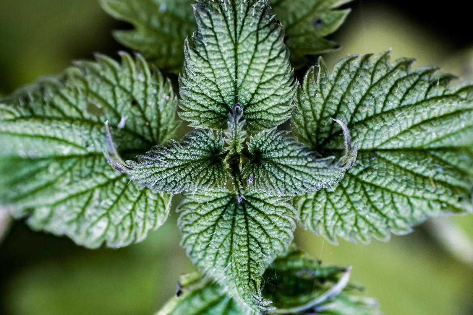 Macro close-up of fresh stinging nettle leaves with deep green veins