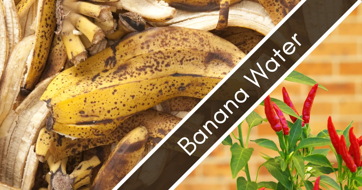 Section banner for Banana Water fertilizer: ripe yellow bananas paired with red chili peppers