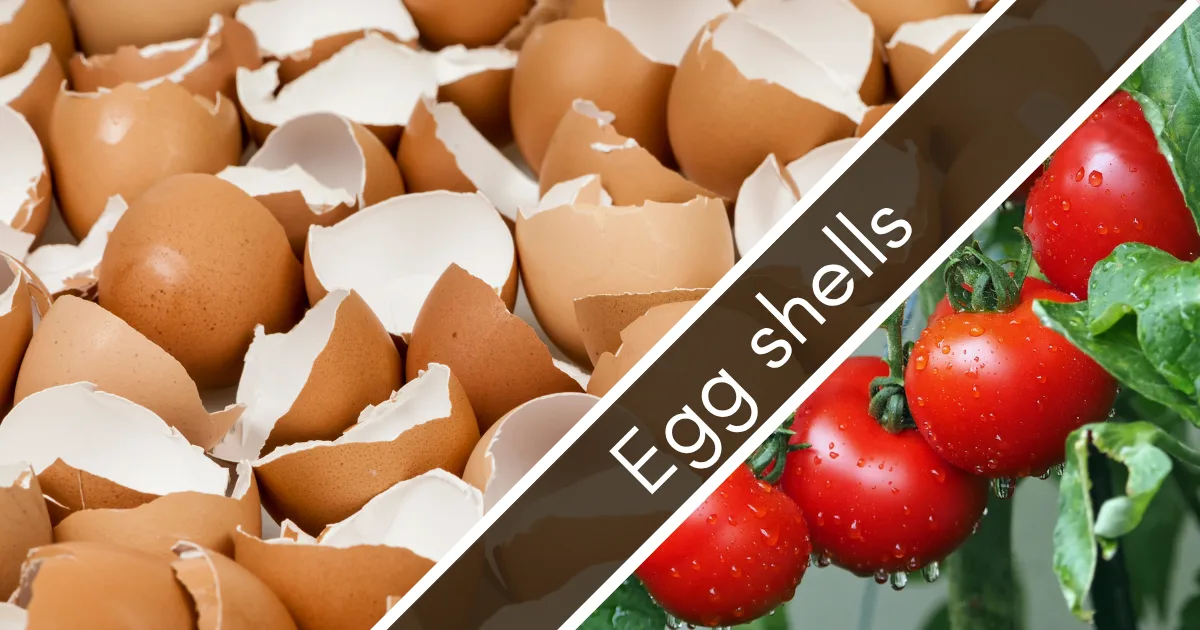 Section banner for Eggshells fertilizer: a heap of broken eggshells paired with ripe red tomatoes on the vine