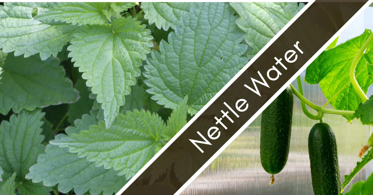 Section banner for Nettle Fertilizer: fresh stinging nettle leaves paired with a cucumber on the vine