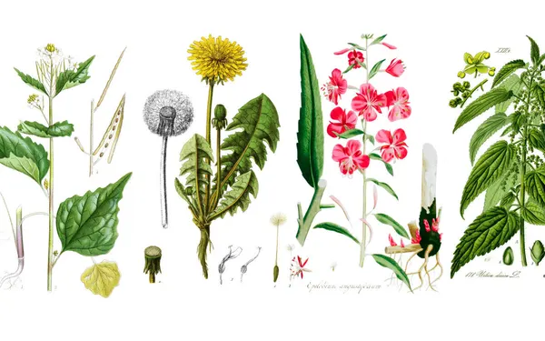 Edible wild plants in Norway with fresh green leaves and spring foraging atmosphere