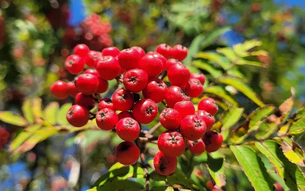 Bright orange-red rowanberries in clusters against green leaves
