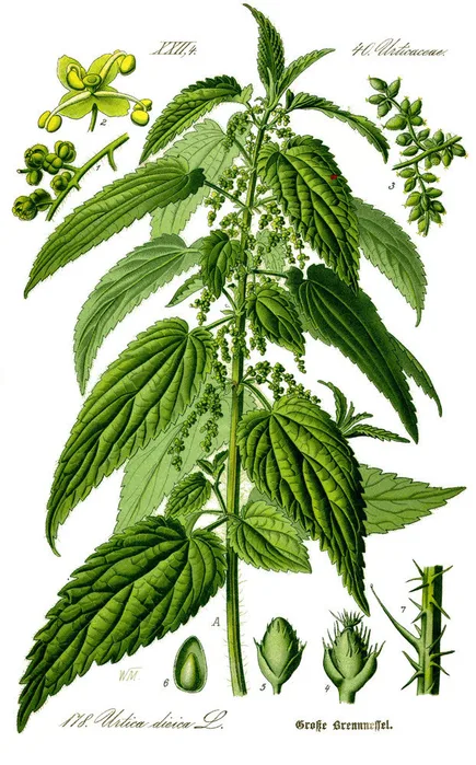 Vintage botanical illustration of common nettle