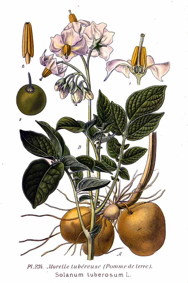A purple chive flower bud emerging from green stalks in a Norwegian garden
