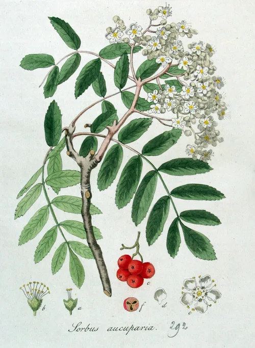 Botanical illustration of Sorbus aucuparia showing leaves, white flowers, and red berries