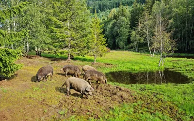 Golden Mangalitsa wool pigs in Setesdal
