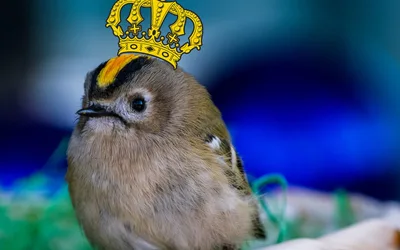 A goldcrest perched on a branch
