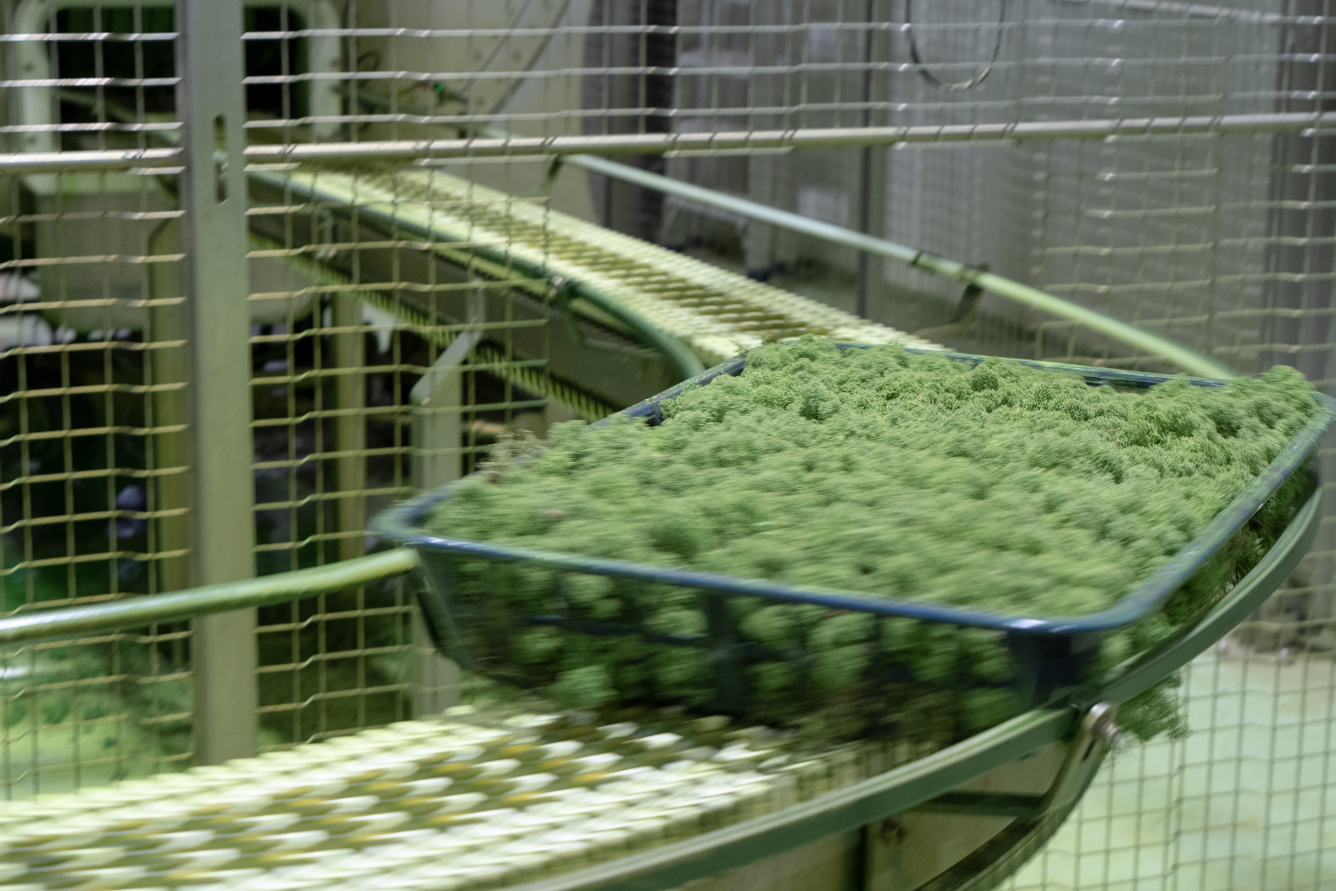 Freshly dyed moss being lifted from the colour vat
