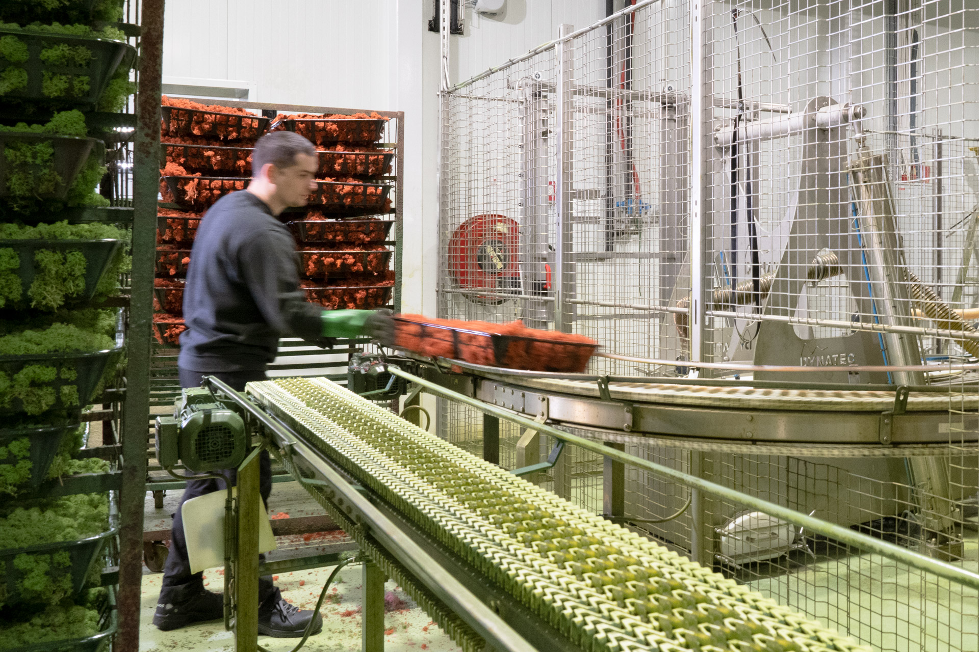 Inside the factory at Engerdalsveien — an employee handling dyed moss between the drying racks and the conveyor line