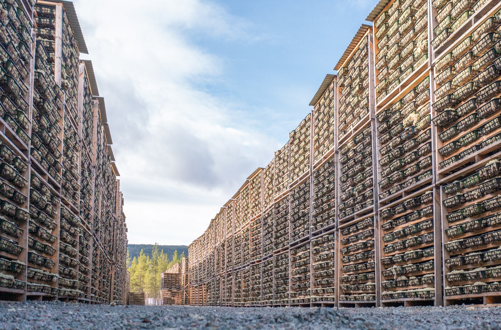 Moss drying on frames in the factory hall