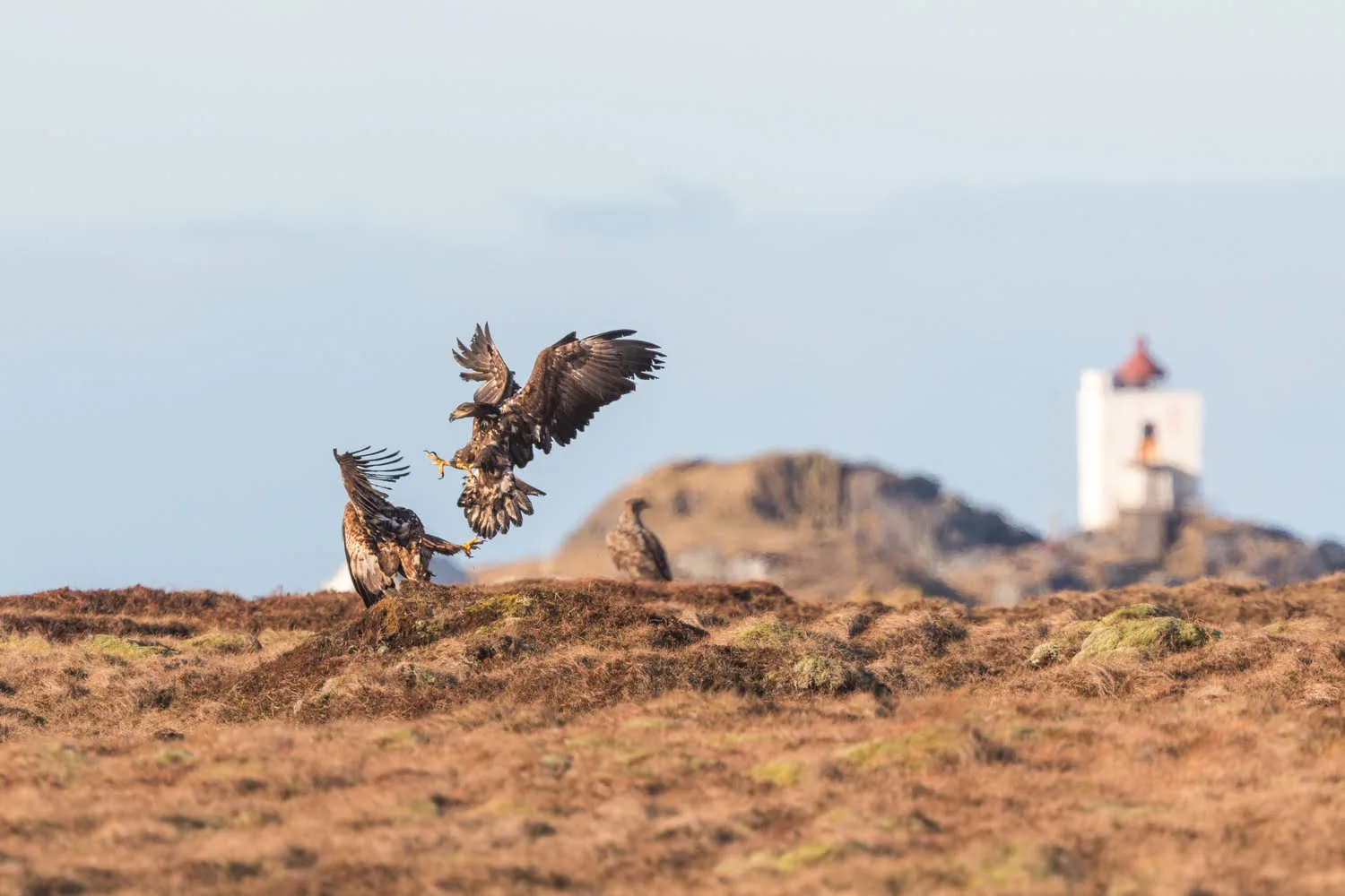 Two eagles