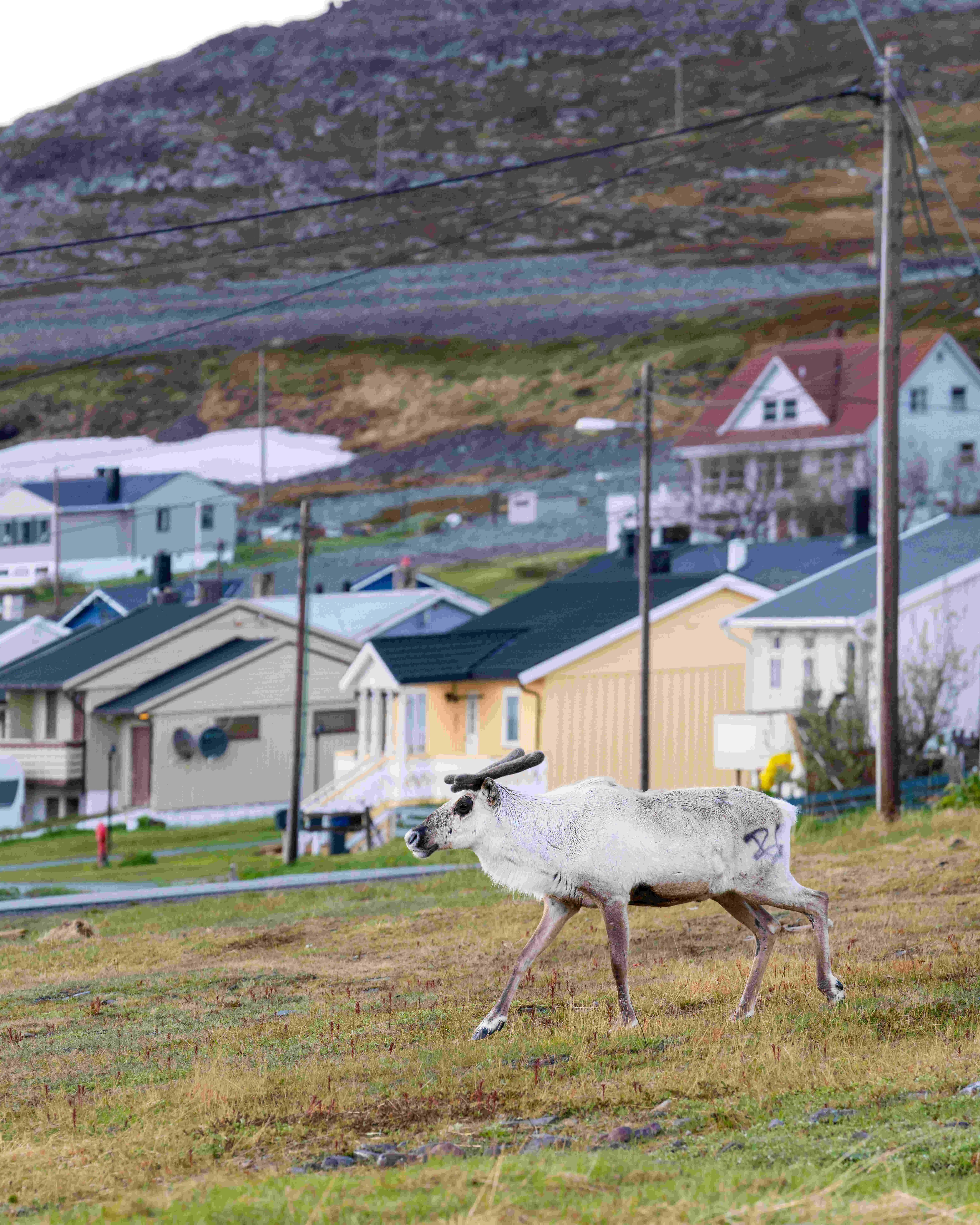 Reindeer in Arctic landscape
