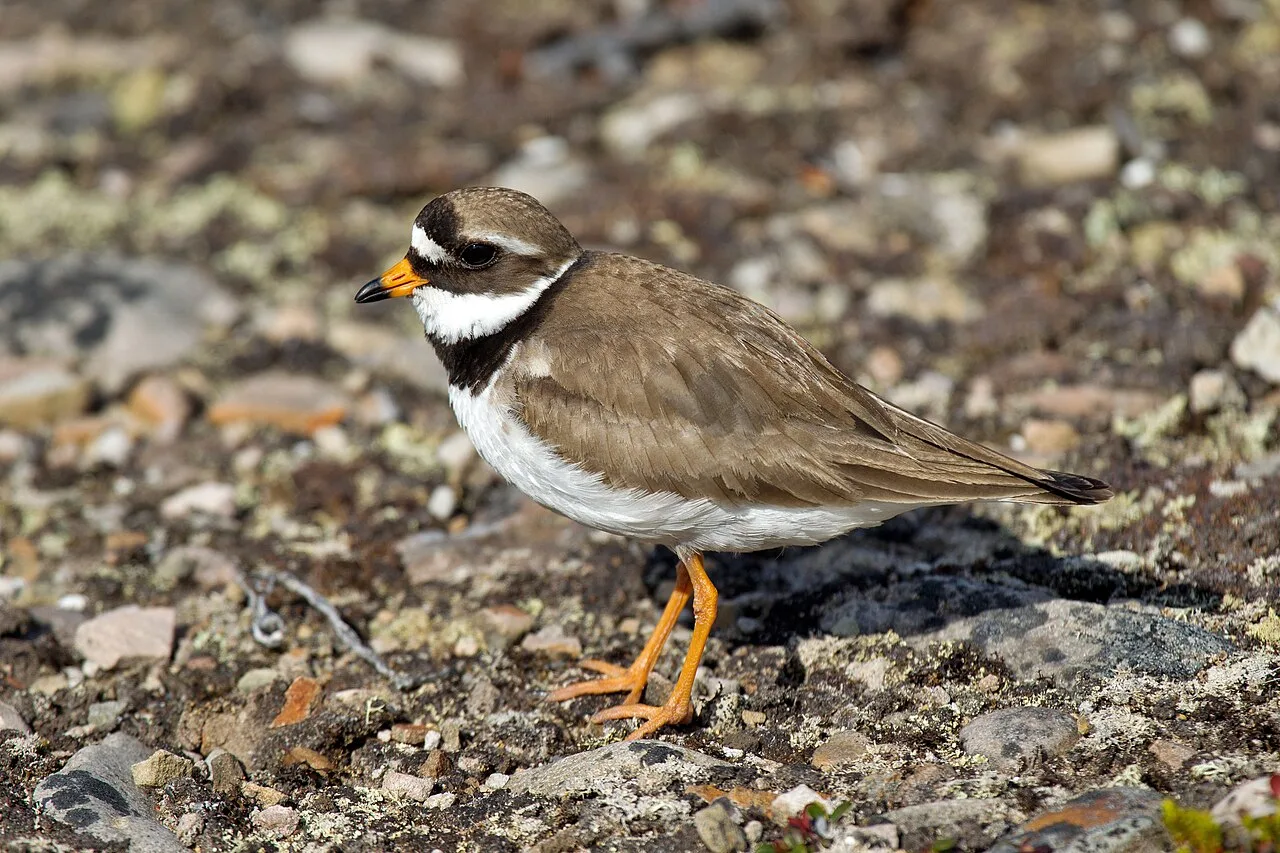 Ringed Plover bird in Varanger