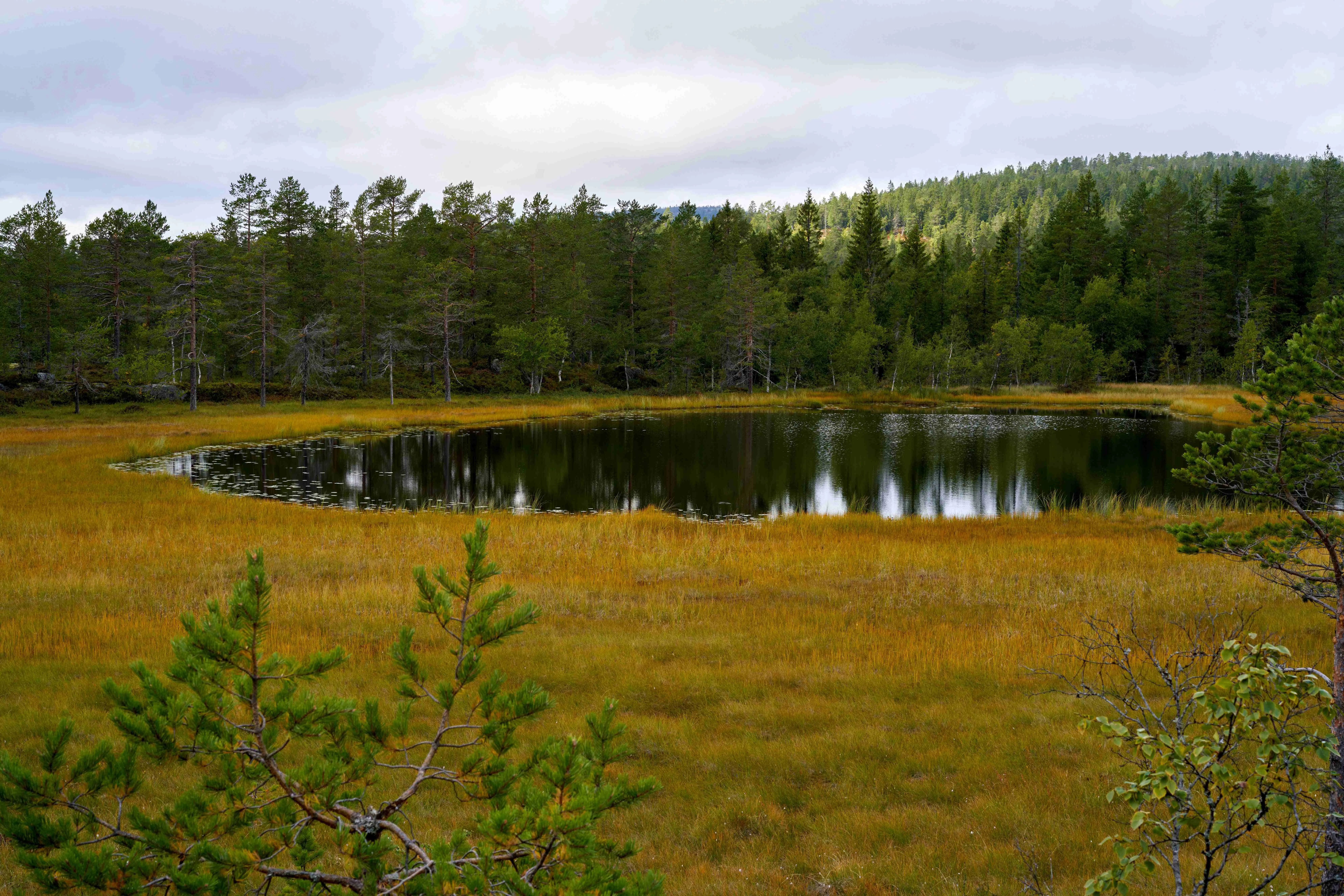 Forest around Krøderen