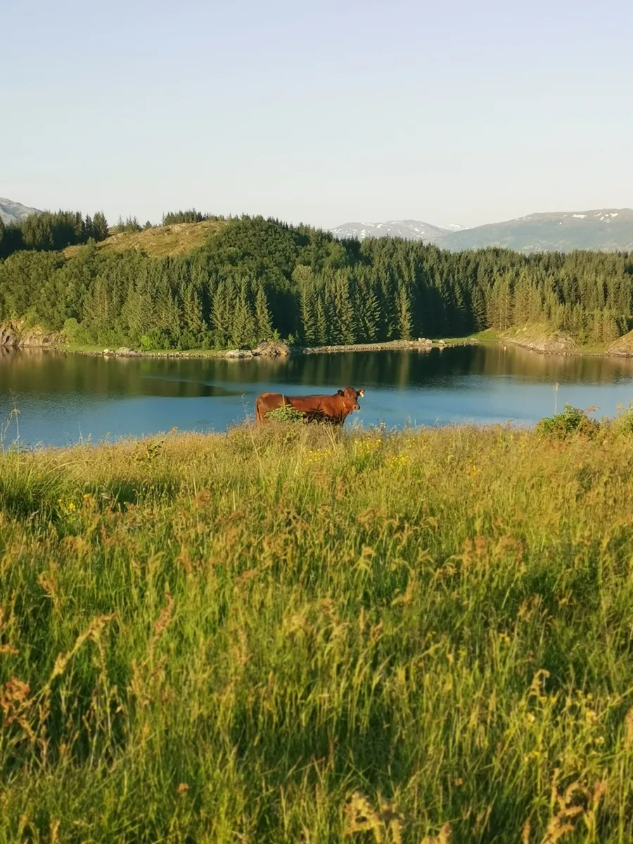 Summer evening