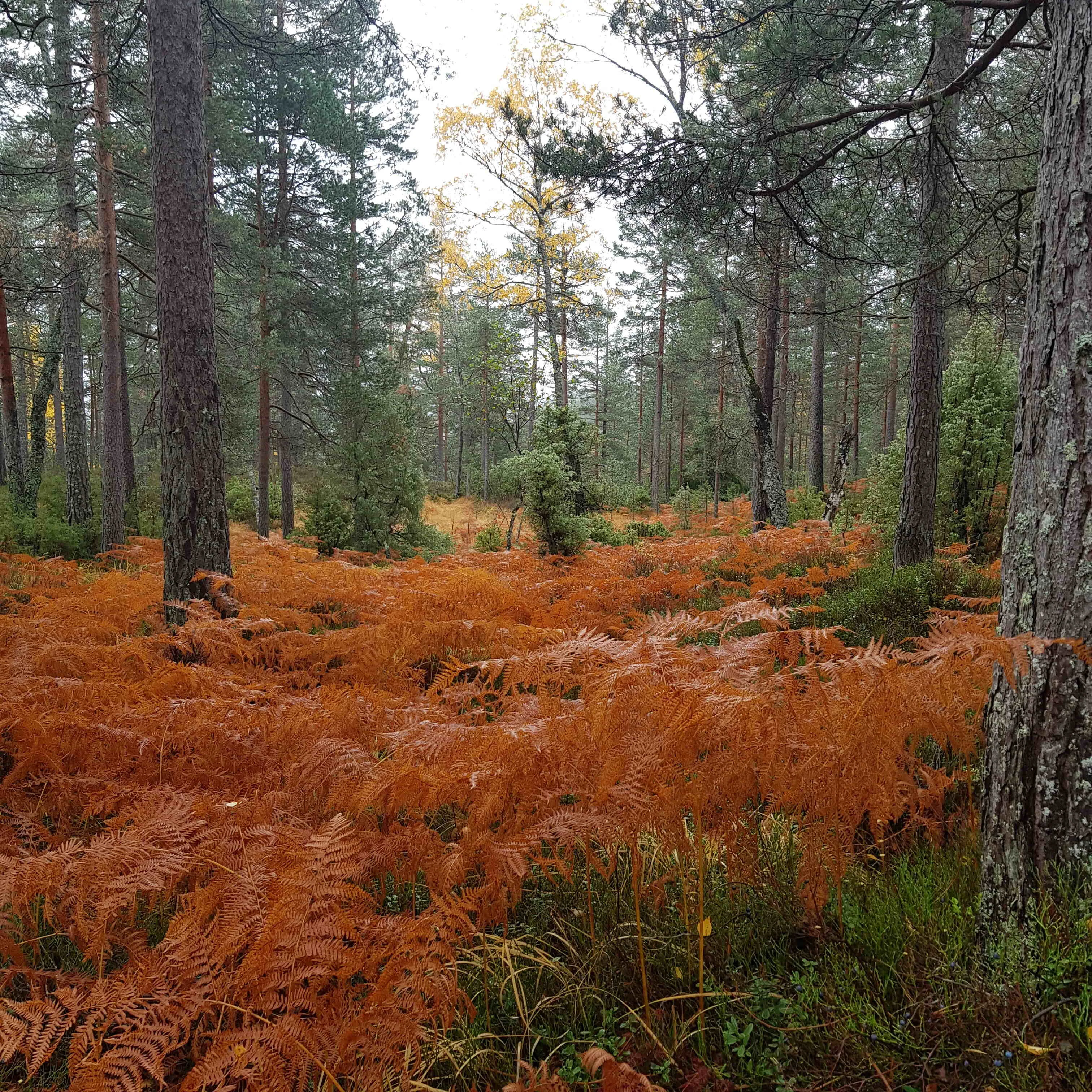 Mykland in autumn