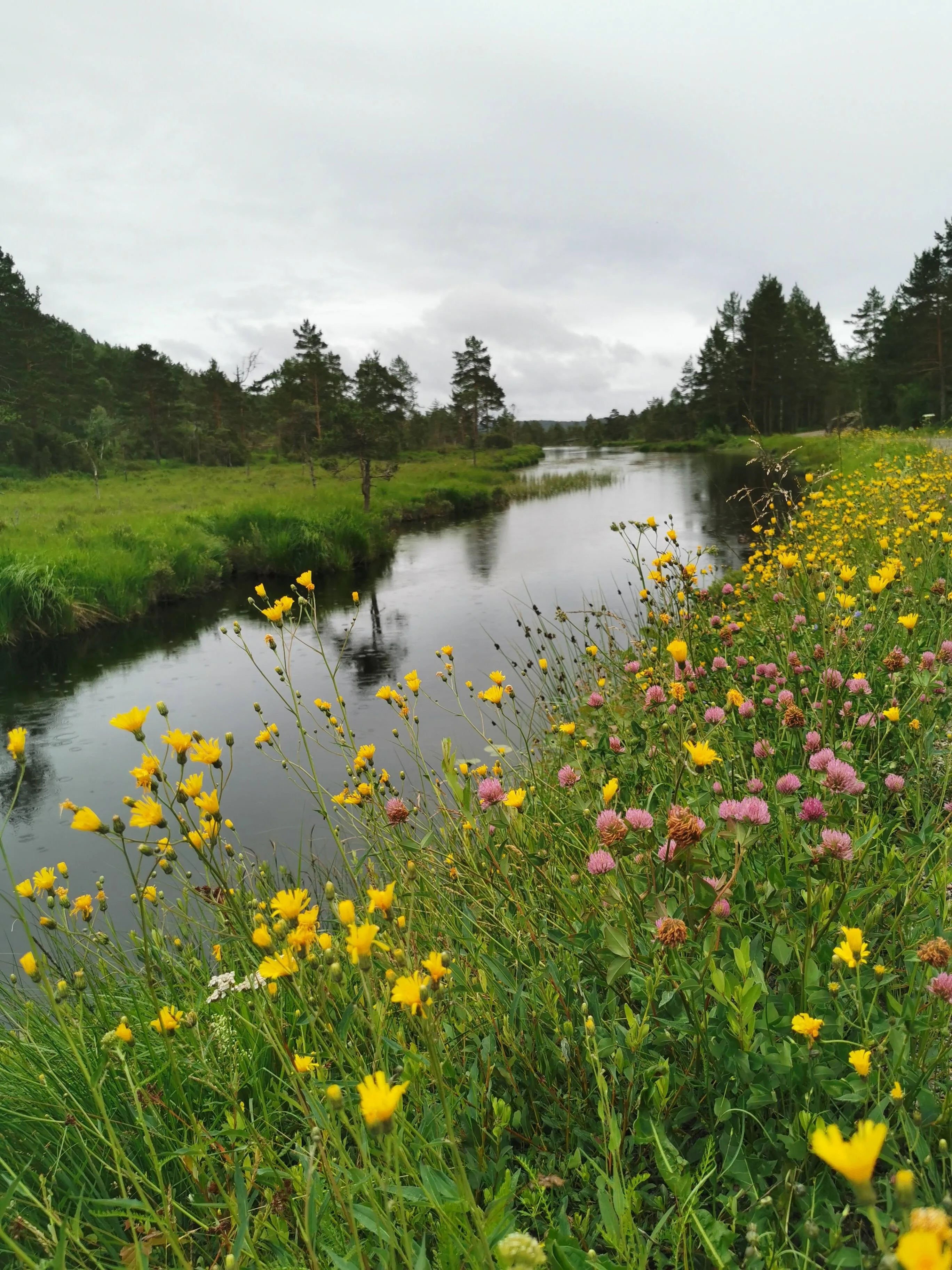 Mykland forest