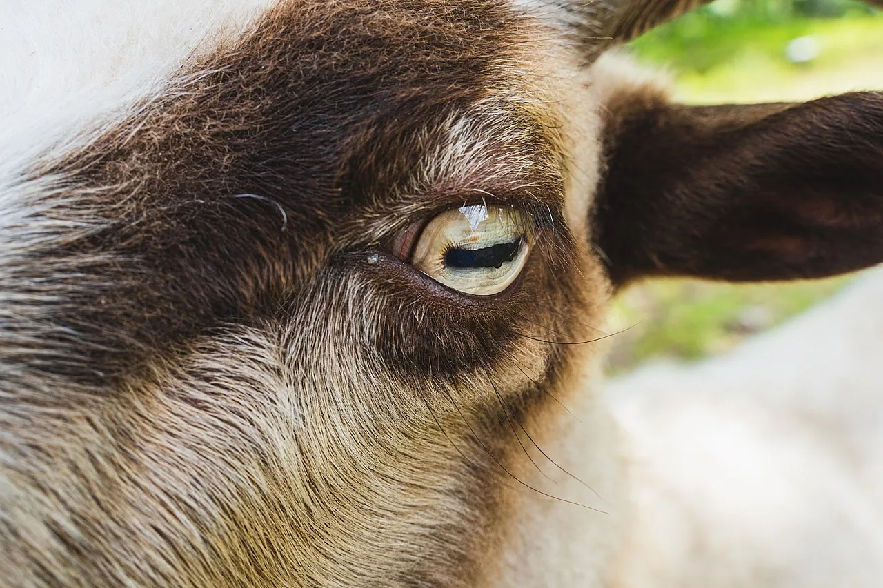 Old Norwegian Sheep